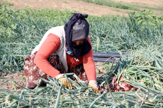 Tarlada soğan 60 kuruş, patates 1 lira