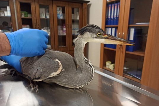 Şanlıurfa'da yaralı gri balıkçıl kuşu tedavi altına alındı