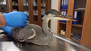 Şanlıurfa'da yaralı gri balıkçıl kuşu tedavi altına alındı