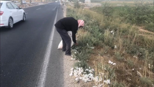 Yola saçılan pamuklar geçim kaynağı oldu ( Video Haber )