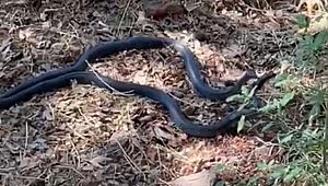 Şanlıurfa’da iki metrelik yılanların dansı kamerada