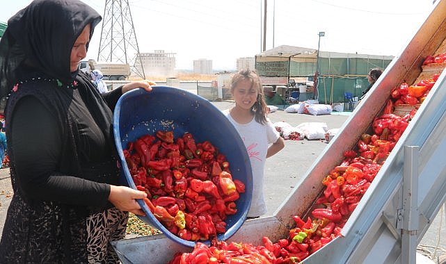 Şanlıurfa'da isotun acı serüveni başladı