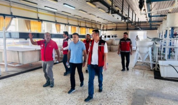 Şanlıurfa'da bu yıl 25milyon adet sazan ve şabut yavrusu üretildi