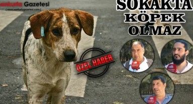 Şanlıurfa'da Sokak Köpeği Endişesi: Vatandaşlar Çözüm Bekliyor
