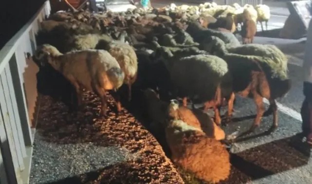 Şanlıurfa’dan Bingöl’e Giden Tır Kaza Yaptı: Onlarca Koyun Telef Oldu