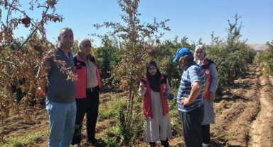 Şanlıurfa Tarım Ekiplerinden Nar Bahçelerine Denetim!