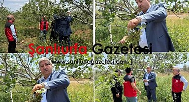 Şanlıurfa’da Dolu Felaketi: Fıstık Tarlaları Zarar Gördü