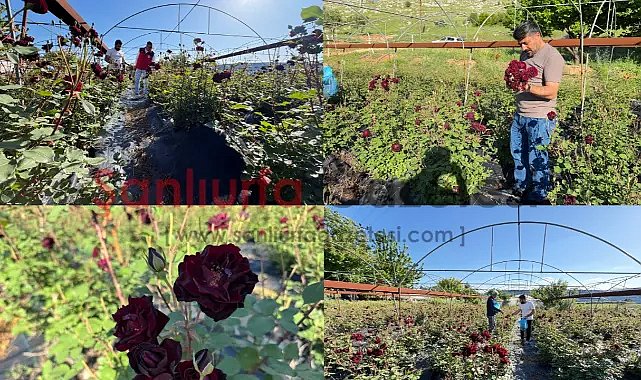Şanlıurfa’nın Efsane Karagüllerinde Hasat Başladı!