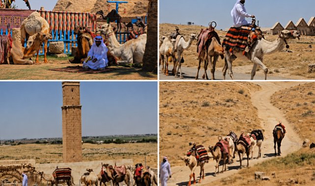 Şanlıurfa'da Kartpostallık Görüntüler! Harran'da Develer İlgi Odağı Oldu