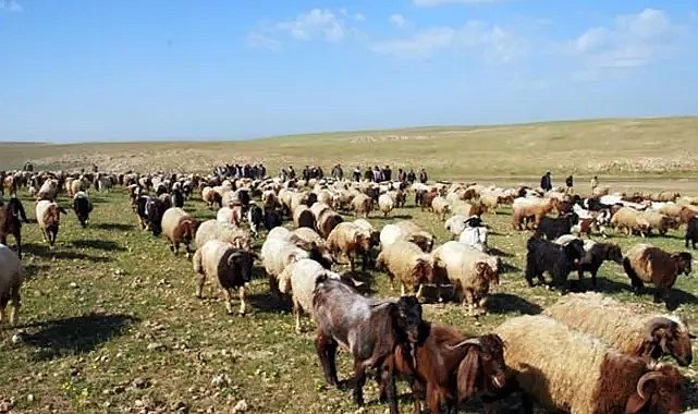 ASELSAN ve Savunma Sanayii Başkanlığı’ndan hayvancılık hamlesi