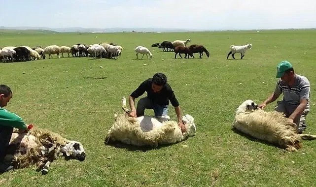 Kırsalda Bereket Projesinde Yeni Teslimatlar Başladı