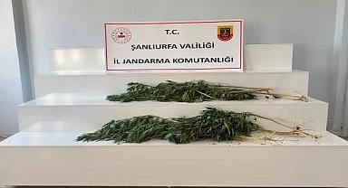Şanlıurfa’da 24 Kök Kenevir Ele Geçirildi
