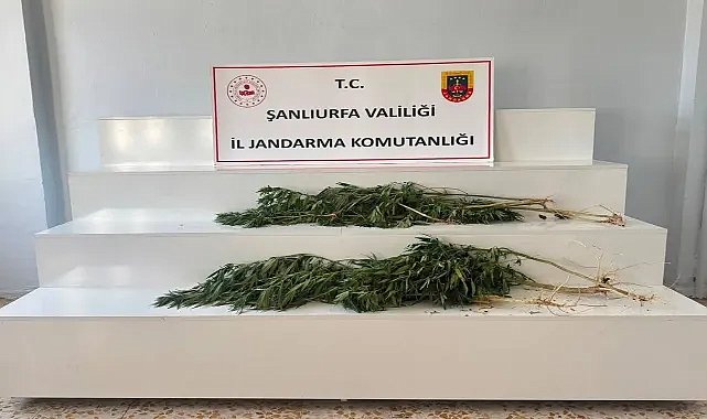 Şanlıurfa’da 24 Kök Kenevir Ele Geçirildi
