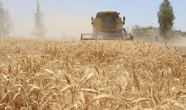 Şanlıurfa’da Buğday Ve Arpa Fiyatları Belli Oldu