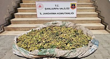 Şanlıurfa’da Fıstık Çalarken Suçüstü Yakalandılar