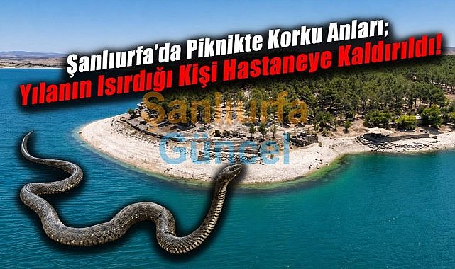 Şanlıurfa'da Kaptaş Piknik Alanında Yılan Saldırısı