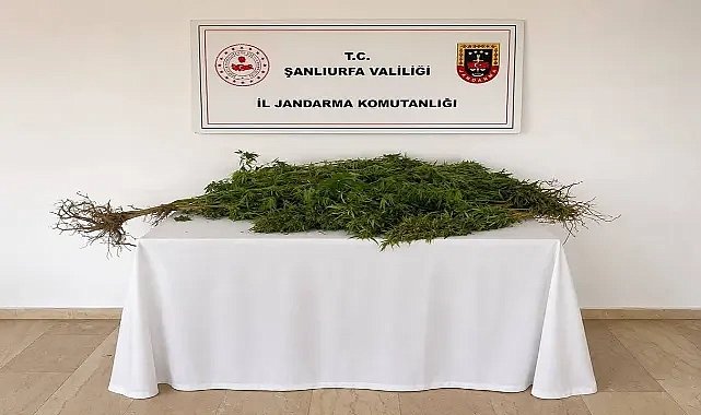 Şanlıurfa’da Jandarmadan Kenevir Operasyonu