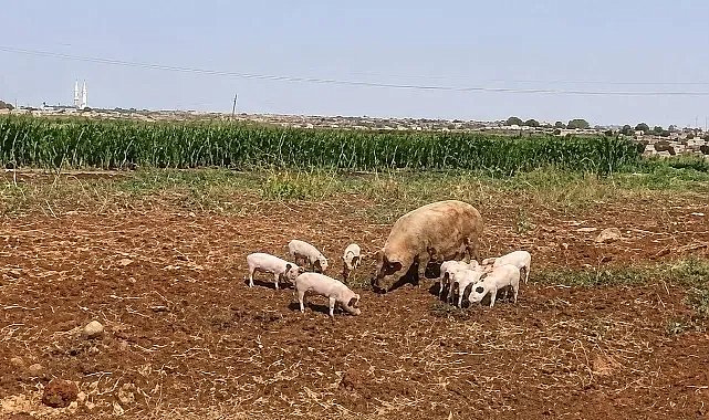 Şanlıurfa’da Tarlalarda Domuz Paniği! Yetişkin Ve Yavruları Görüldü
