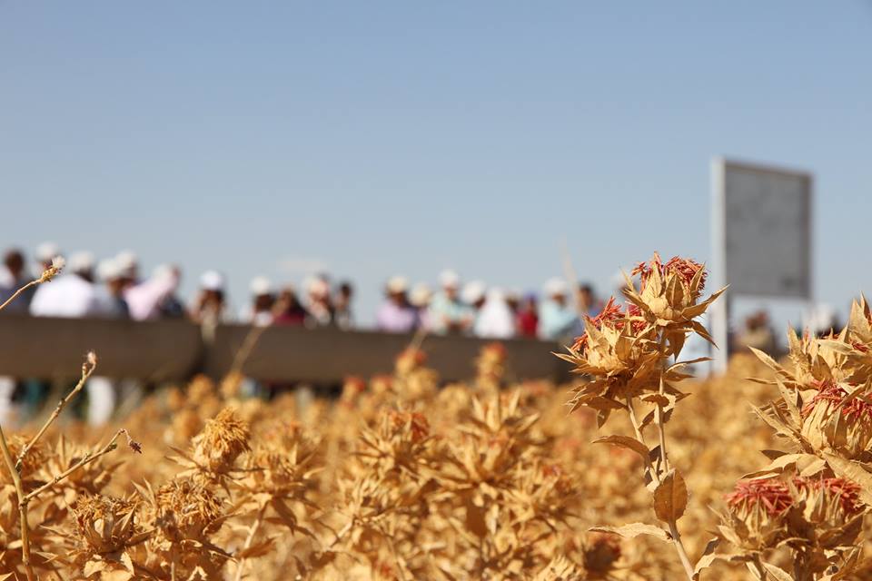 Urfa\'dan Zeytin Yağına Alternatif ürün