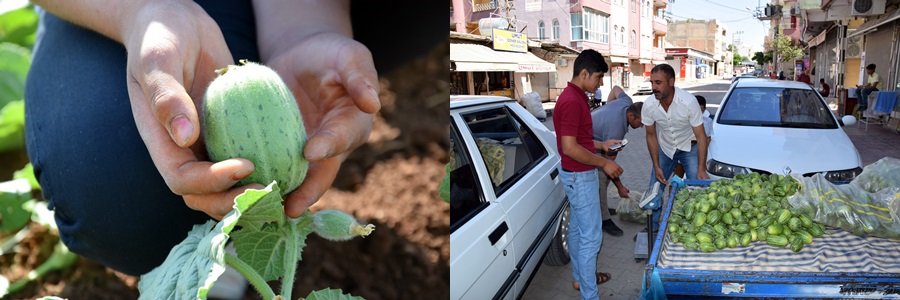 Şanlıurfa'da şelengo sezonu açıldı
