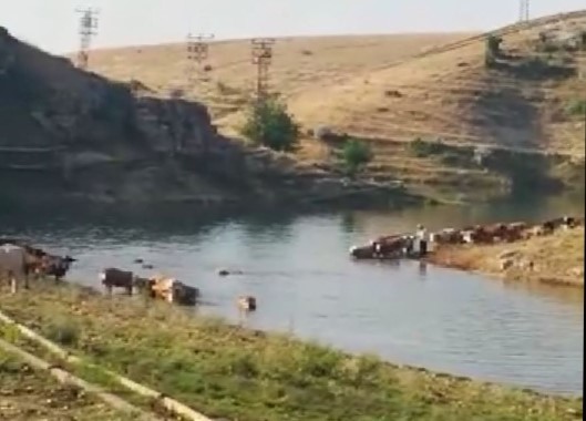 Büyükbaş hayvanların Fırat Nehri'nden tehlikeli geçişi