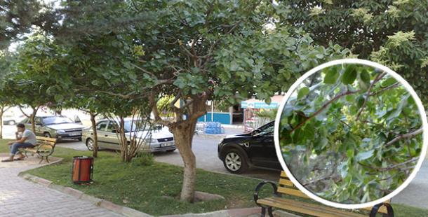 Karaköprü'de Parklarda Fıstık ağaçları şaşırtıyor